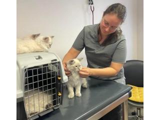 Siberian Kitten Breeders – Health Guarantee