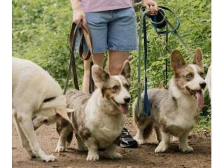 Dog Walkers in Agra