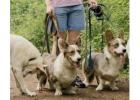 Dog Walkers in Agra
