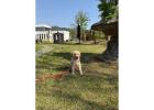 Golden Retriever Tennessee - Premium English Cream Golden Retriever Puppies 