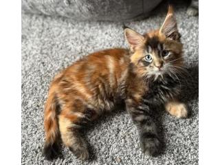 Maine Coon Kittens For Sale Wisconsin - Healthy, Socialized Kittens Raised with Care