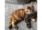 Maine Coon Kittens For Sale Wisconsin - Healthy, Socialized Kittens Raised with Care 