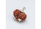 Buy Natural Gauri Shankar Rudraksha Online