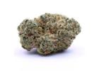 Buy Sativa Weed in Oshawa: Uplifting Aromas and Premium Genetics