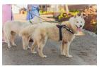 Dog Walkers in Bhubaneswar