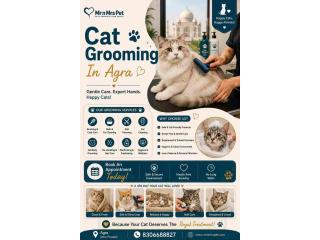 Cat Grooming