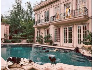 QEditorial Magazine: Pet Fashion Trends Redefining Style for Modern Pets