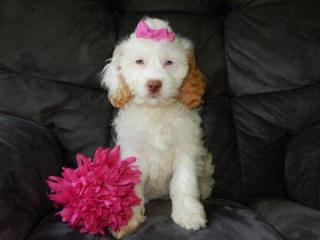 Best F1b Cavapoo for Sale in Ohio - Puppy Love Paradise