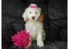Best F1b Cavapoo for Sale in Ohio - Puppy Love Paradise