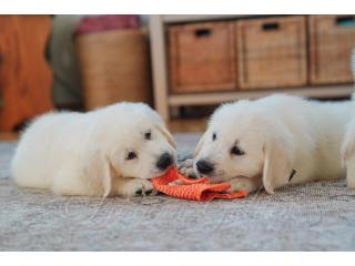 Golden Retriever Puppies Indiana - Healthy and Family Raised Puppies
