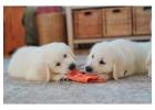 Golden Retriever Puppies Indiana - Healthy and Family Raised Puppies 