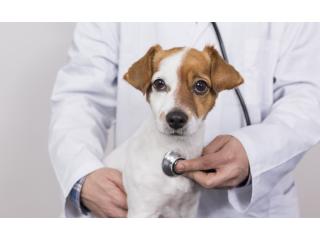 Trusted Animal Hospital Richmond BC for Pet Wellness