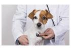 Trusted Animal Hospital Richmond BC for Pet Wellness