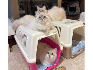 Fluffy Snow Siberians - Best Siberian Kittens