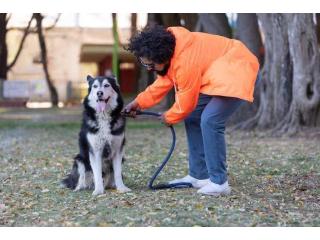 Dog Training Service in Bhubaneswar
