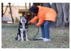 Dog Training Service in Bhubaneswar