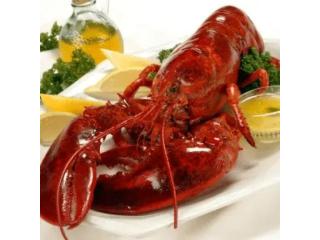 Maine Lobster Cooked to Perfection | Fresh & Delicious