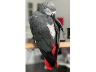 Super African Grey Parrot for Sale
