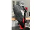  Super African Grey Parrot for Sale