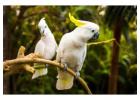 Parrots for Sale | African Grey, Macaw and Baby Parrots for Sale