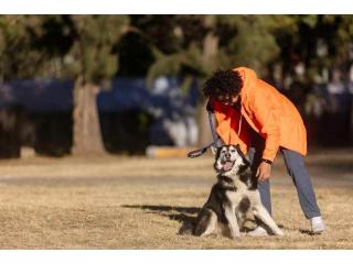 Dog Training Service in Nagpur