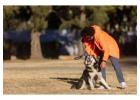 Dog Training Service in Nagpur