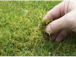 Trusted Local Moss Control Specialists