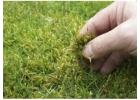 Trusted Local Moss Control Specialists 