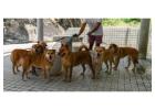 Dog Walkers in Nagpur