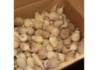 Buy Austrian poppy pods UK, buy dried poppy pods,Wholesale Dried Flowers whatsapp:+13853093276