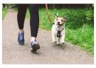 Premium Dog Boarding in Kensington – Safe, Loving & Reliable Pet Care