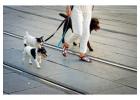 Affordable Dog Walking Prices – Reliable Local Dog Walker Services