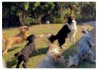 Doggy Day Care in London – Safe, Fun & Trusted Pet Care