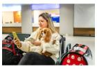 Best Dog Boarding Services – Safe, Comfortable & Trusted Pet Care
