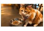 Kitty Cat Grooming: Essential Tips For Keeping Your Feline Clean And Healthy