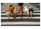 Professional Dog Walking Services – Reliable, Caring & Affordable