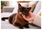 Why Is My Cat Scooting? Causes and Treatment