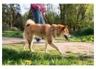 Dog Walkers in Kochi