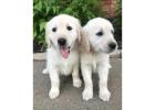 Golden Retriever Puppies for Sale Near Nashville - Healthy, Family-Raised Puppies