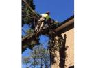 Tree Removal Sydney | Ben's Tree and Garden Services