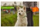 Dog Training Service in Kochi
