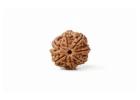 Original 7 Mukhi Rudraksha at Affordable Price