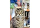 Maine Coon Kittens MN - Gentle Giants with Loving Personalities