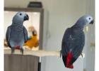 Buy Best African Grey Parrot