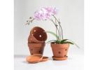 Orchid Pot for Sale – Find the Perfect Pot for Healthy and Beautiful Orchids