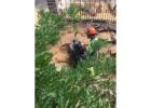 Tree Lopping Hornsby - Sam's Tree Services North Shore