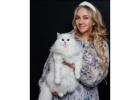 Purchase Best Siberian Cats Online