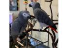 Silver_Male & Skye_Female