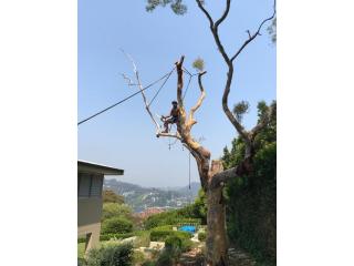 Tree Lopping Carlingford - Arborists NSW