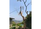 Tree Lopping Carlingford - Arborists NSW